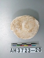 藏品(小型螺蓋製貝刮器)的圖片